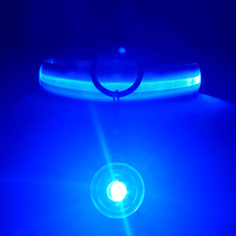 Collier lumineux pour chien | NightSafe