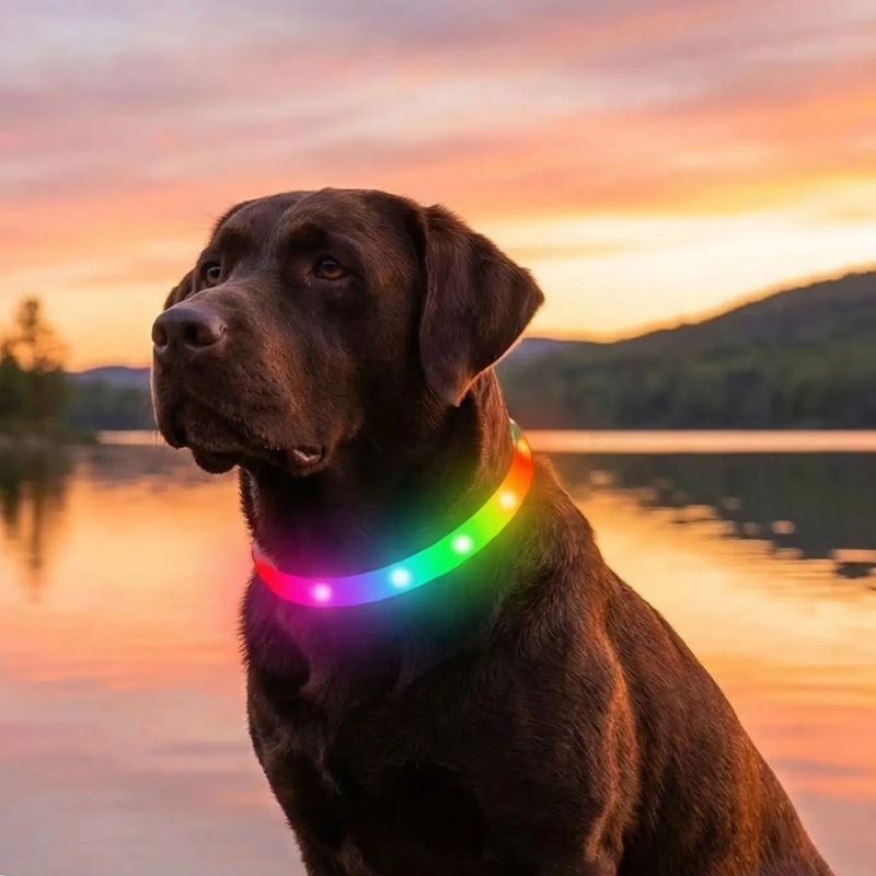 Collier lumineux chien | VisioNight