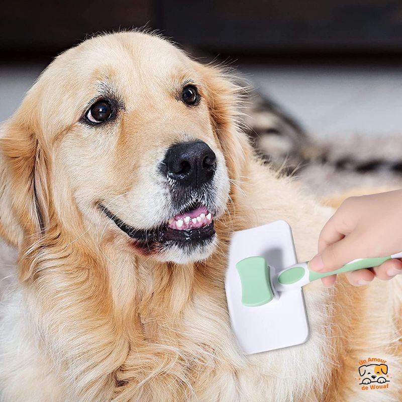 Brosse-pour-Chien