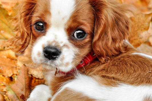 🌙 Comment promener son chien la nuit en toute sécurité : accessoires réfléchissants et lumineux