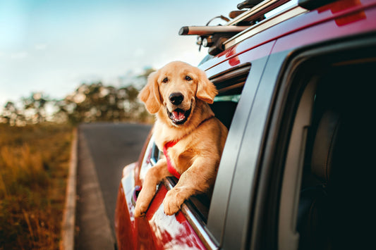 Transporter son chien en voiture : que dit la loi et comment le protéger en cas de choc ?