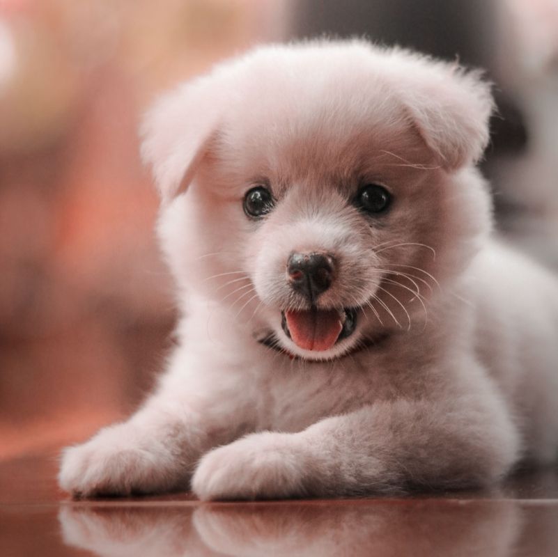 🐾 Année 2026 : Le guide complet pour choisir un nom de chien commençant par la lettre B !