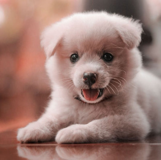 🐾 Année 2026 : Le guide complet pour choisir un nom de chien commençant par la lettre B !
