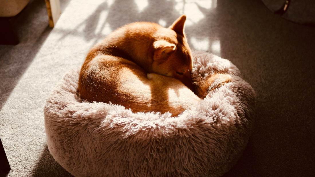 Sommeil & Couchage
