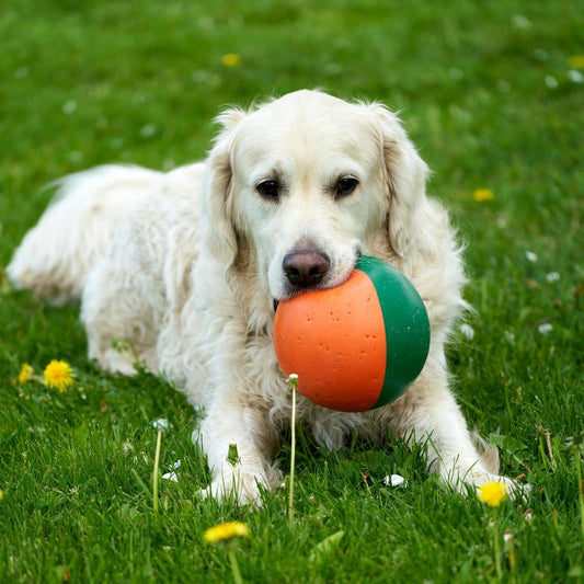Jouet pour chien