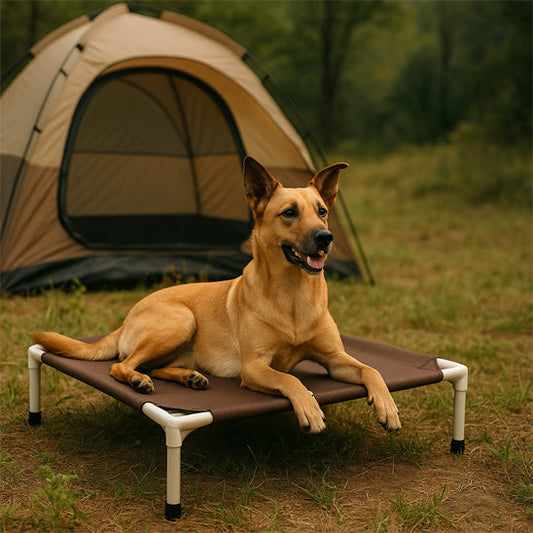 Lit de camp pour chien