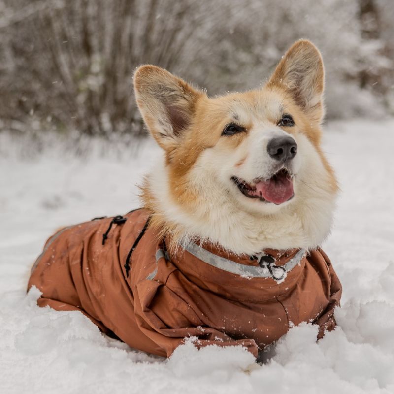🥶 Manteaux et pulls pour chiens : quels chiens ont vraiment froid en hivers ?