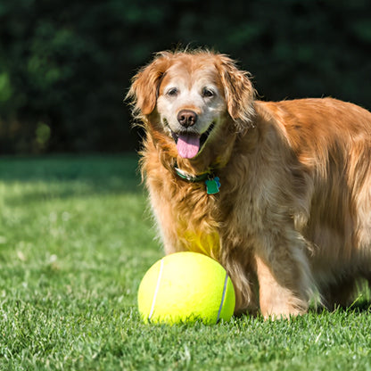 Balle pour chien joueur