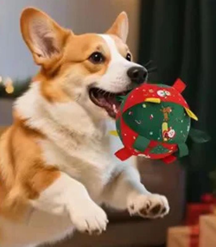Balle our chien noël