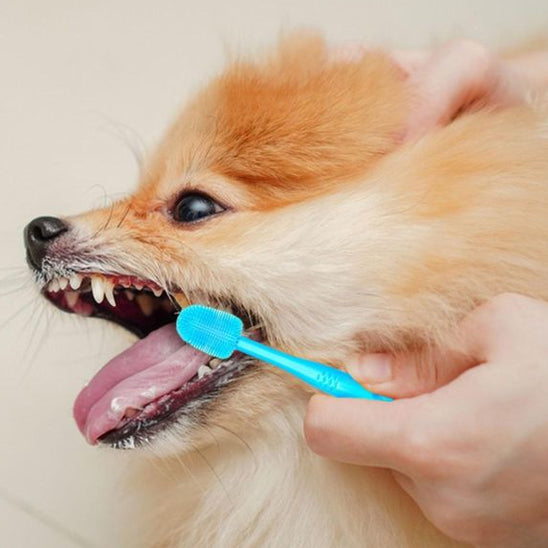 Brosse a dent chien bleu durable