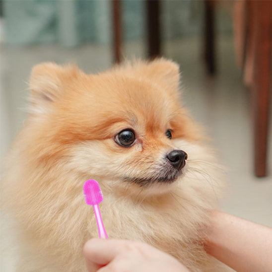 Brosse a dent chien douce durable