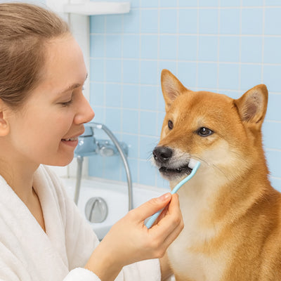 Brosse a dent chien douce
