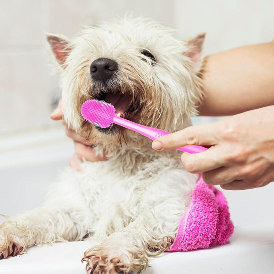 Brosse a dent chien rose durable