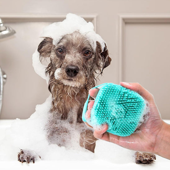 Brosse chien shampoing