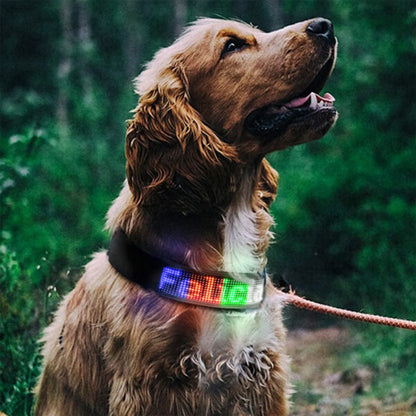 Collier lumineux chien | LED-Safety