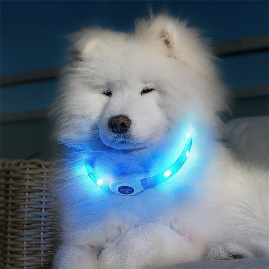 Collier lumineux chien | VisioNight