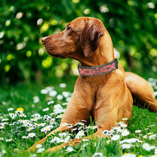 Collier lumineux chien | LED-Safety