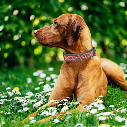 Collier lumineux chien | LED-Safety