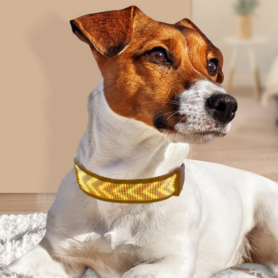 Collier lumineux chien | LED-Safety