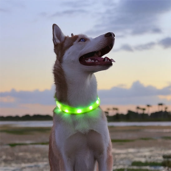 Collier lumineux chien | VisioNight