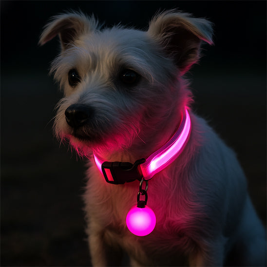 Collier lumineux pour chien | NightSafe