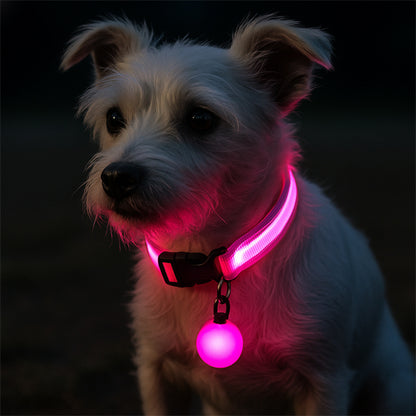 Collier lumineux pour chien | NightSafe