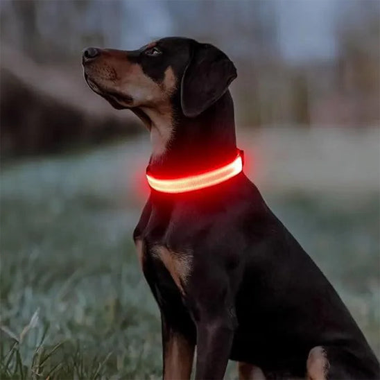 Collier lumineux pour chien | NightSafe
