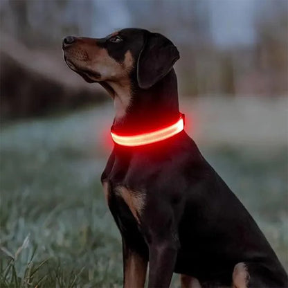 Collier lumineux pour chien | NightSafe