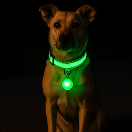 Collier lumineux pour chien | NightSafe