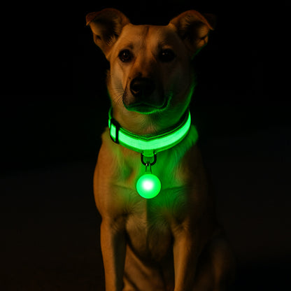 Collier lumineux pour chien | NightSafe