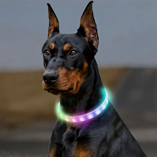 Collier lumineux chien | Visio+