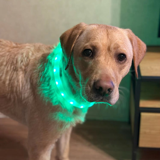 Collier lumineux chien | Visio+