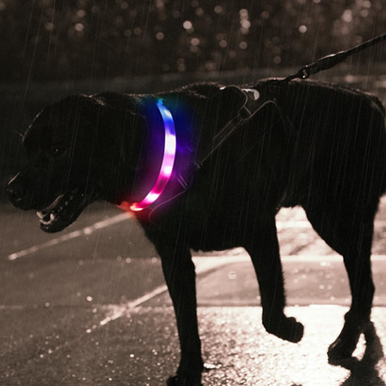 Collier lumineux chien | Visio+