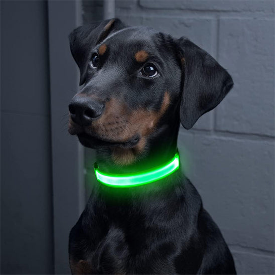Colliers lumineux pour chiens | SecuriNight
