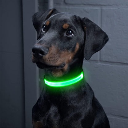Colliers lumineux pour chiens | SecuriNight