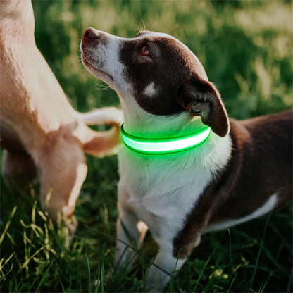 Colliers lumineux pour chiens | SecuriNight