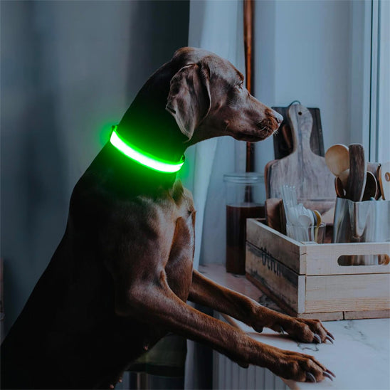 Colliers lumineux pour chiens | SecuriNight