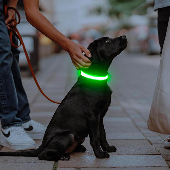 Colliers lumineux pour chiens | SecuriNight