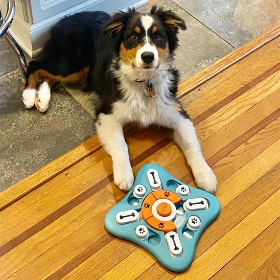 Gamelle anti glouton Chien intéractif