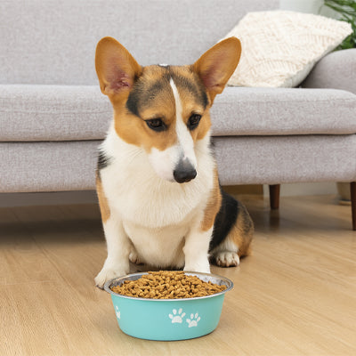 Gamelle chien verte antidérapante