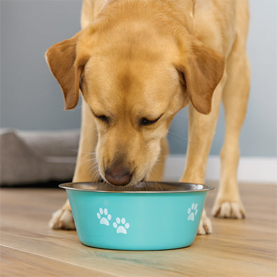 Gamelle chien verte design