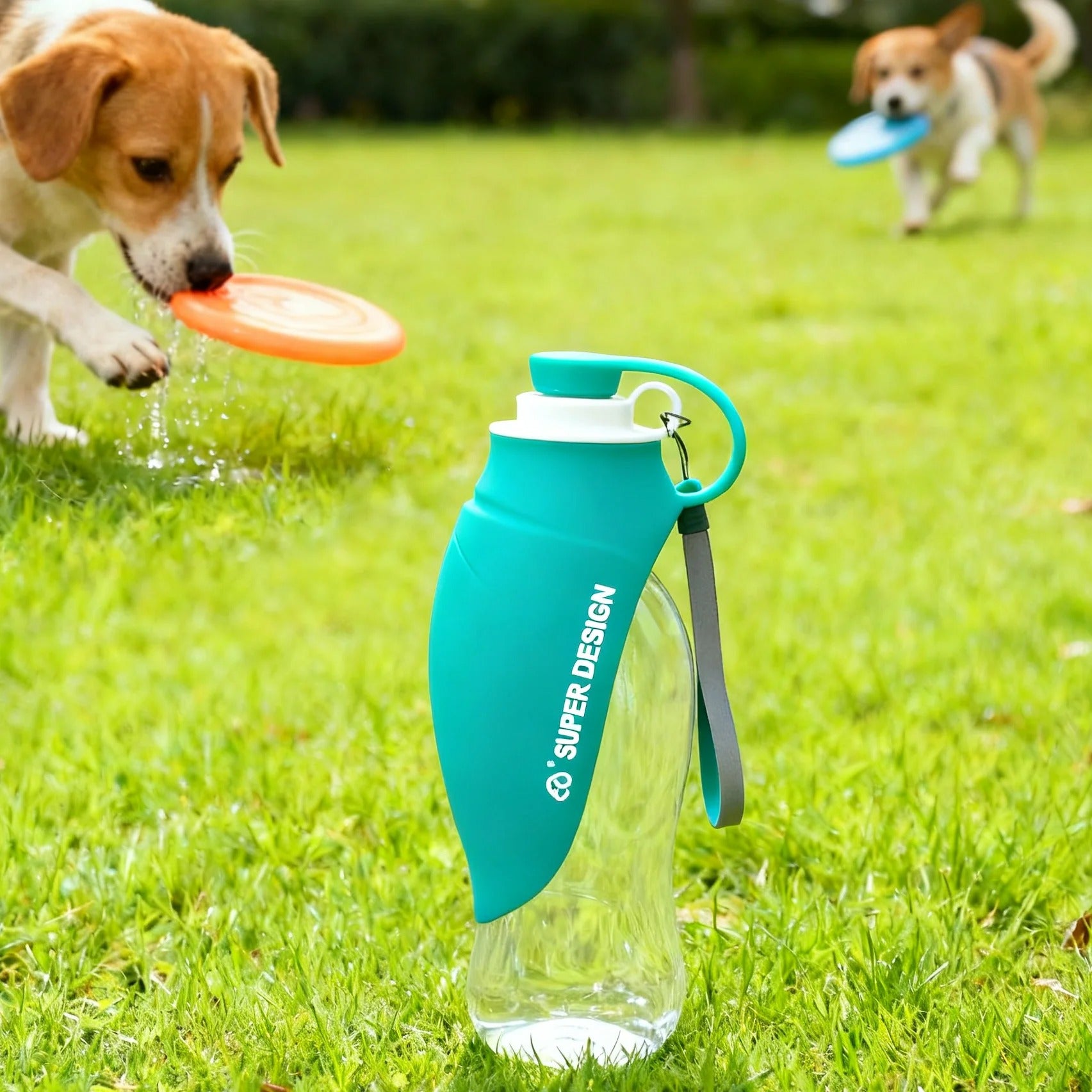 Gourde pour chien bleue 