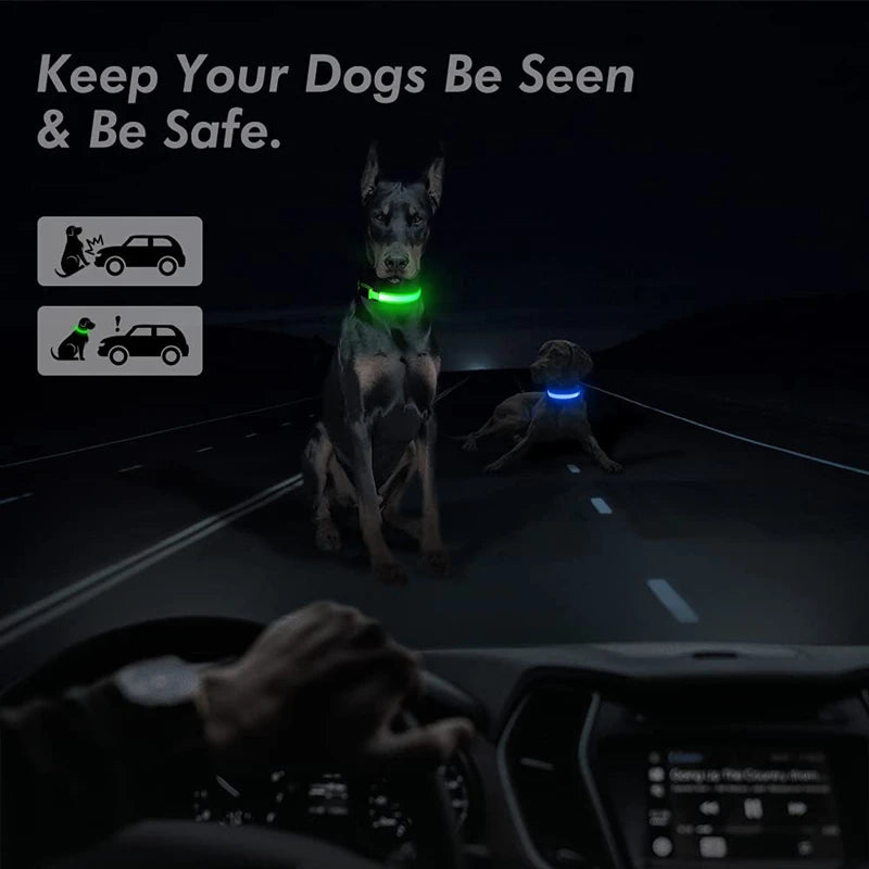 Collier lumineux pour chien | NightSafe