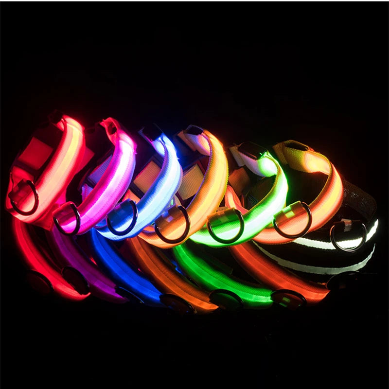 Collier lumineux pour chien | NightSafe