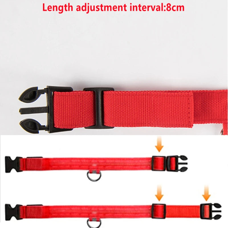 Collier lumineux pour chien | NightSafe