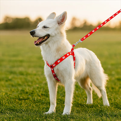 Harnais pour chien | ComfortWalk