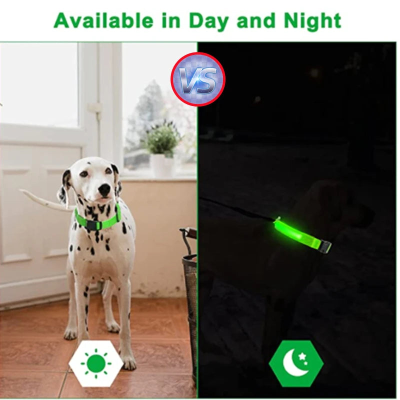 Collier lumineux pour chien | NightSafe