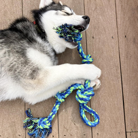 Jouet chien indestructible bleu