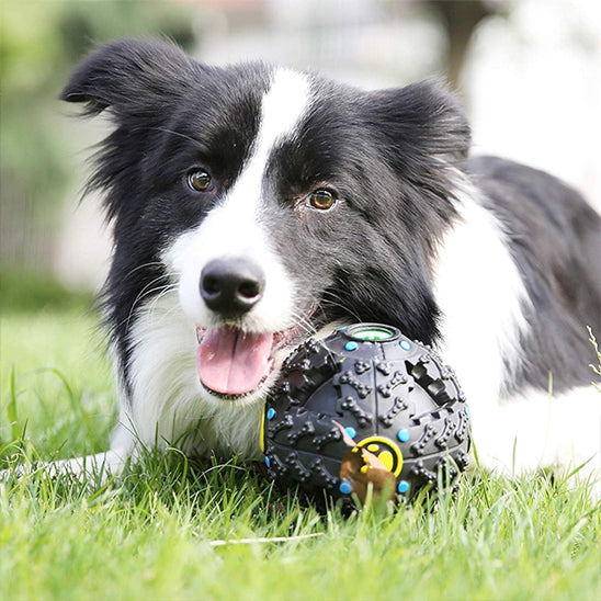 Jouet pour chien border