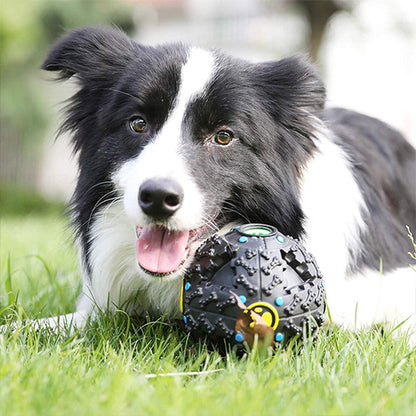 Jouet pour chien border
